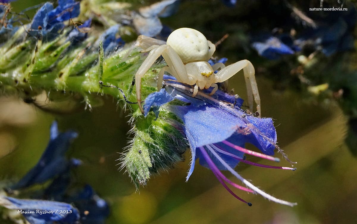 Цветочный паук (Misumena vatia)
