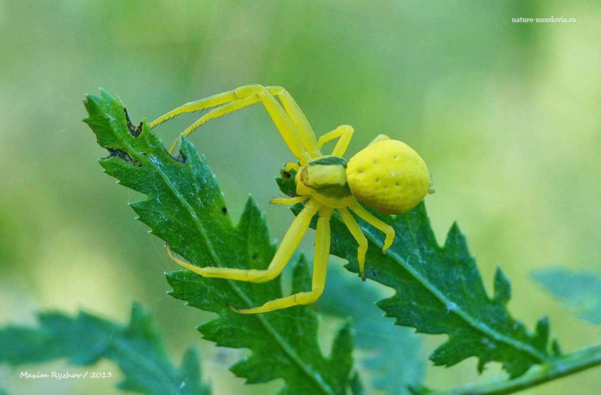 Цветочный паук (Misumena vatia)
