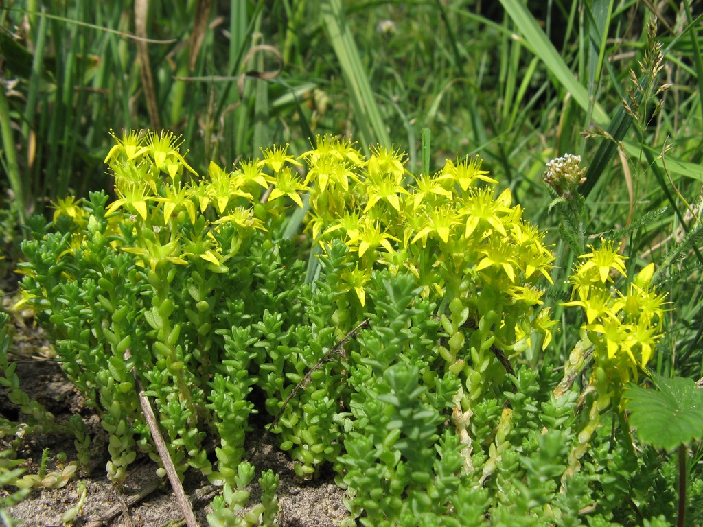 Очиток едкий (Sedum acre L.)