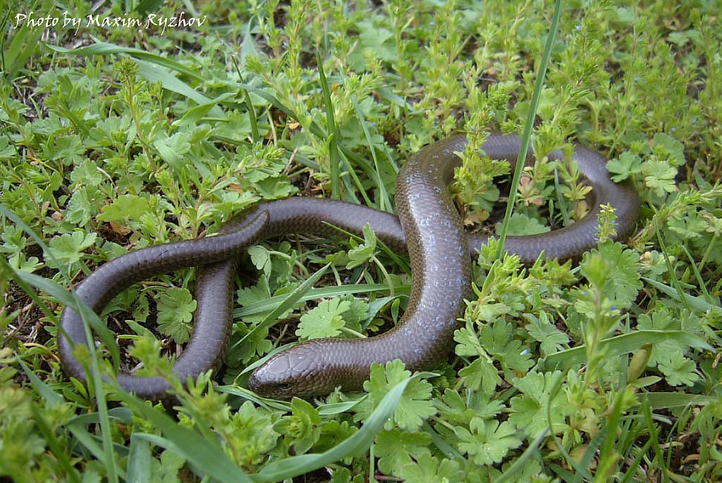 Ломкая веретеница Аnguis fragilis Linnaeus, 1758