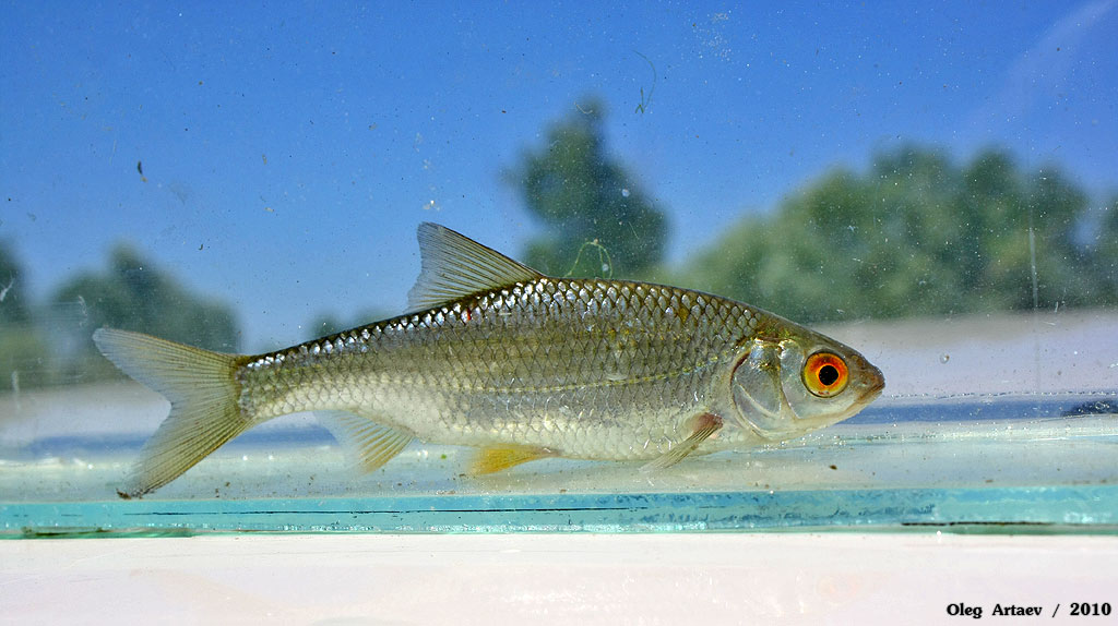 Плотва Rutilus rutilus (Linnaeus, 1758)