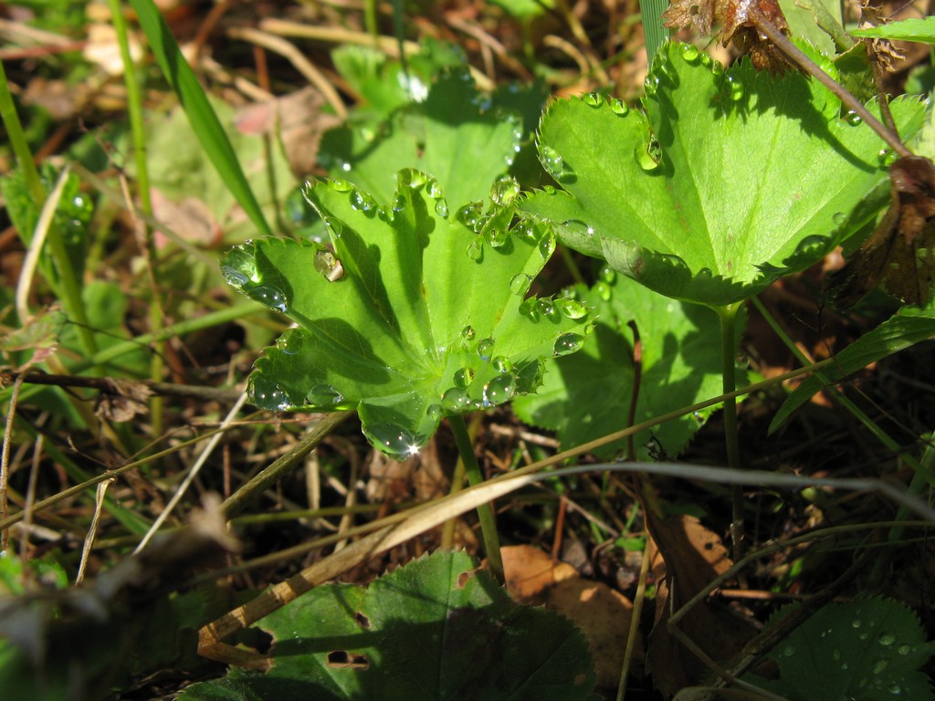 Манжетка обыкновенная Alchemilla vulgaris