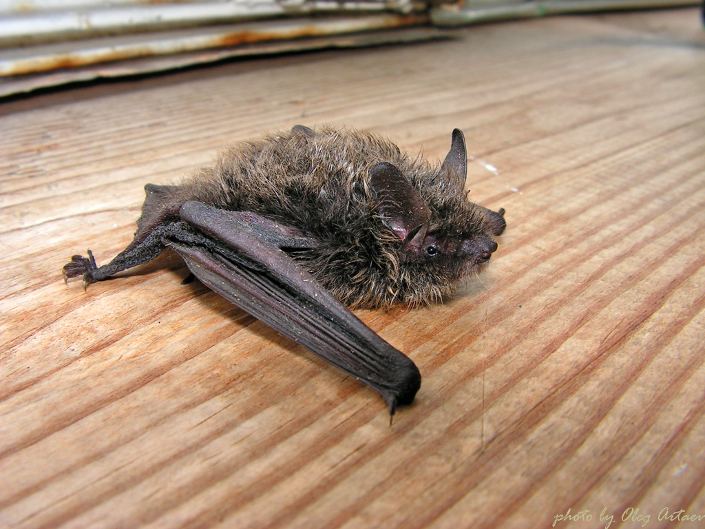 Ночница Брандта Myotis brandti Eversmann, 1845