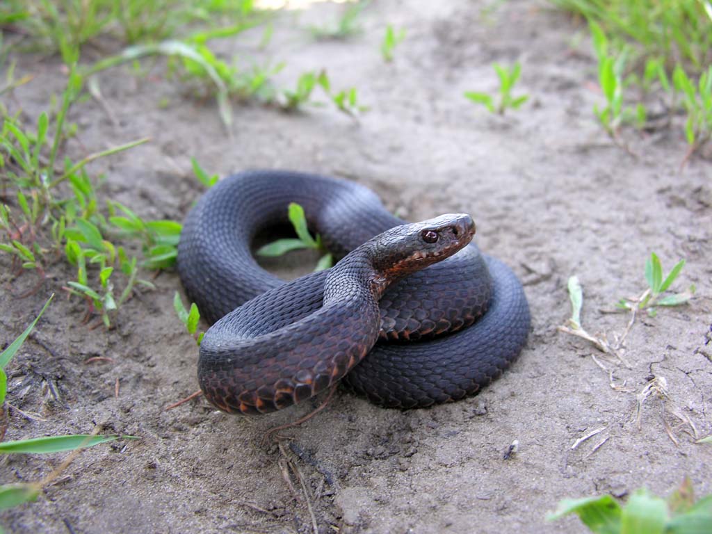 Обыкновенная гадюка Vipera berus (Linnaeus, 1758)