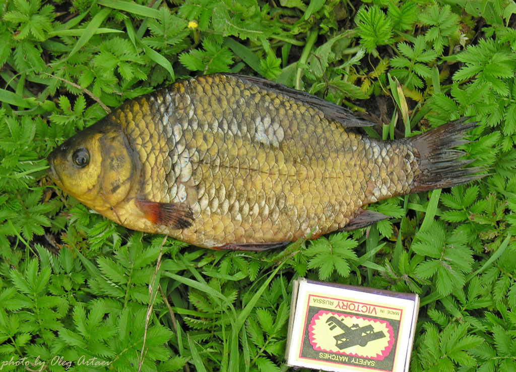 Карась золотой Carassius carassius (Linnaeus, 1758)