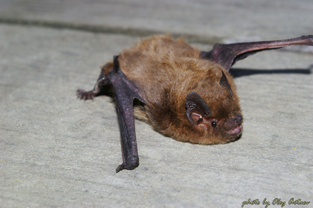 Нетопырь Натузиуса Pipistrellus nathusii Keyserling, Blasius, 1839