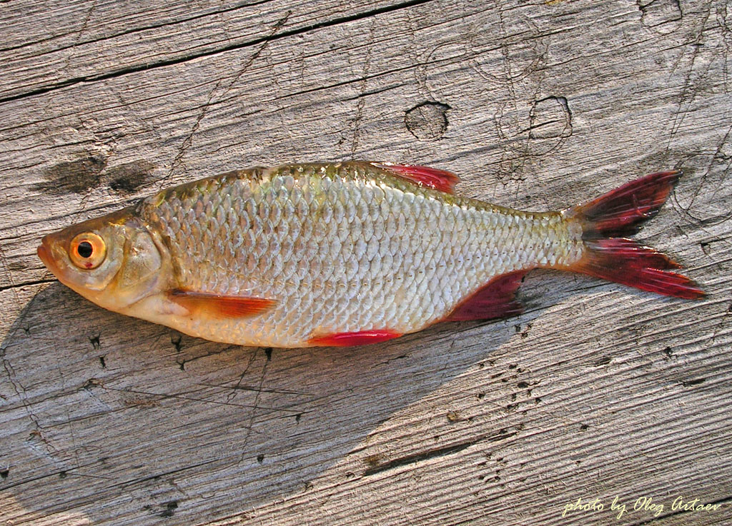 Красноперка Scardinius erythrophthalmus (Linnaeus, 1758) 