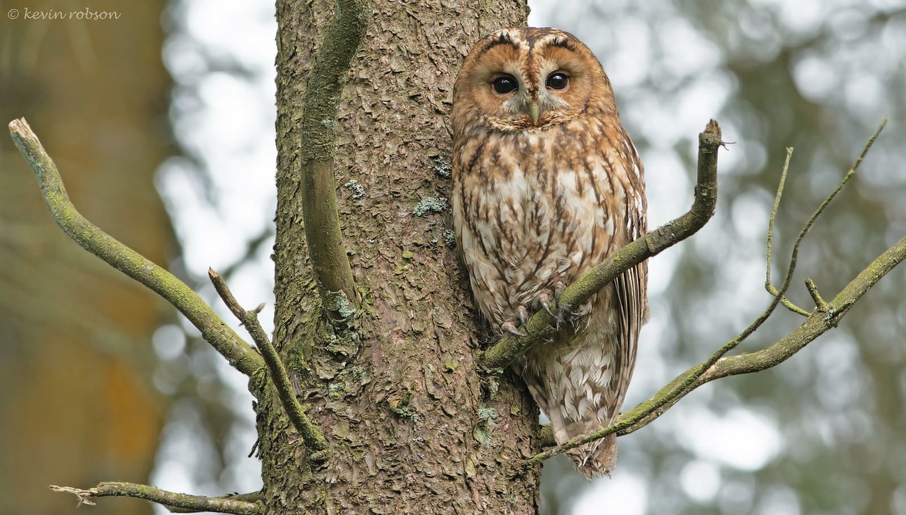 Серая неясыть (Strix aluco). Photo: Kevin Robson