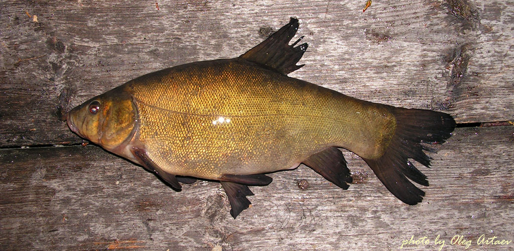 Линь Tinca tinca (Linnaeus, 1758)