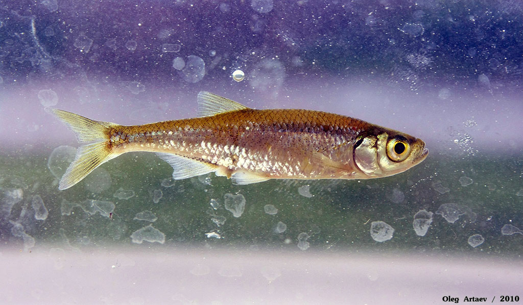 Верховка обыкновенная Leucaspius delineatus