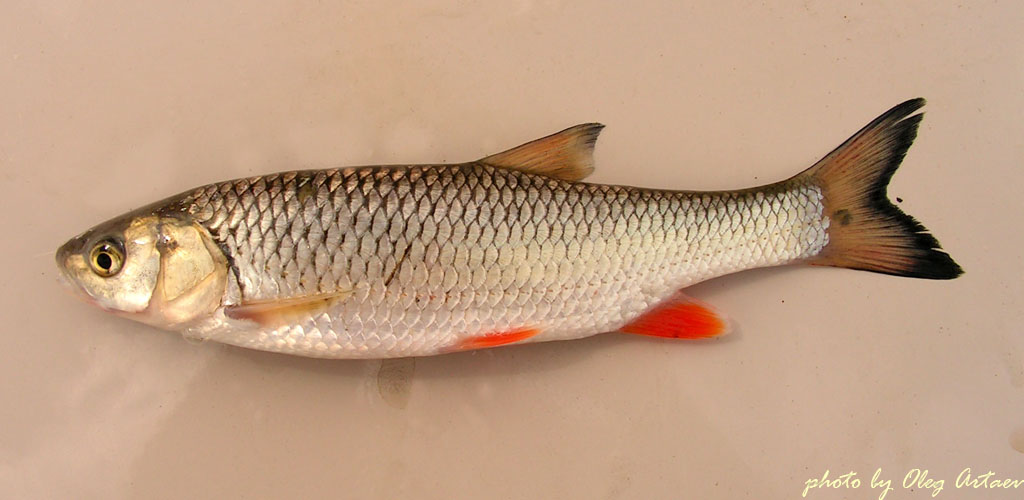 Голавль обыкновенный Leuciscus cephalus