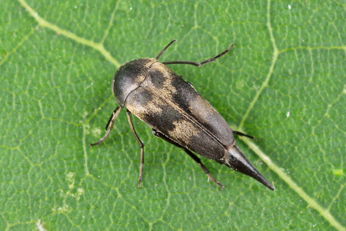 Представитель семейство горбаток (Mordellidae)