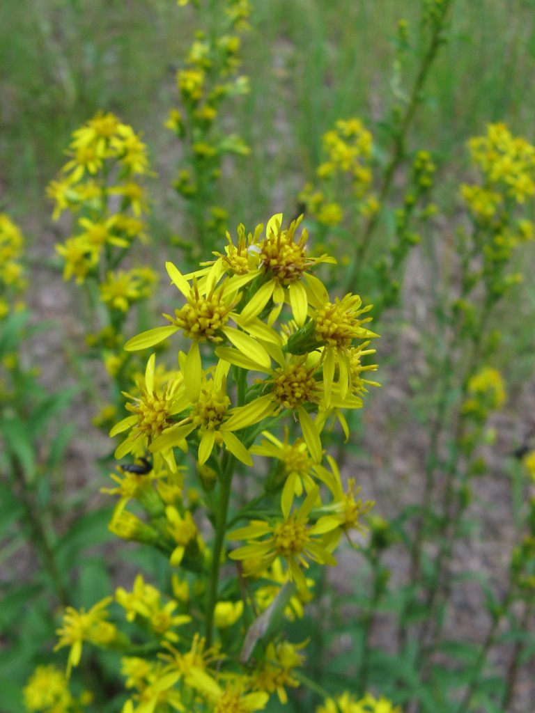 Золотарник обыкновенный, или золотая розга Solidago virgaurea L. 