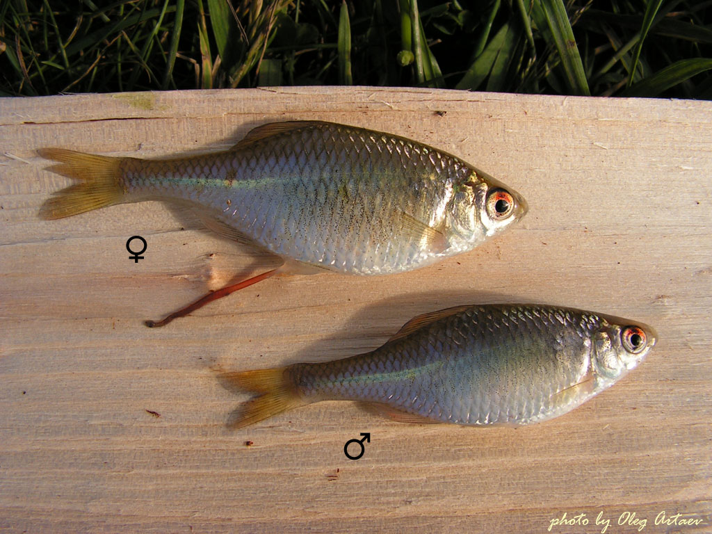 Горчак Rhodeus sericeus (Pallas, 1776) 