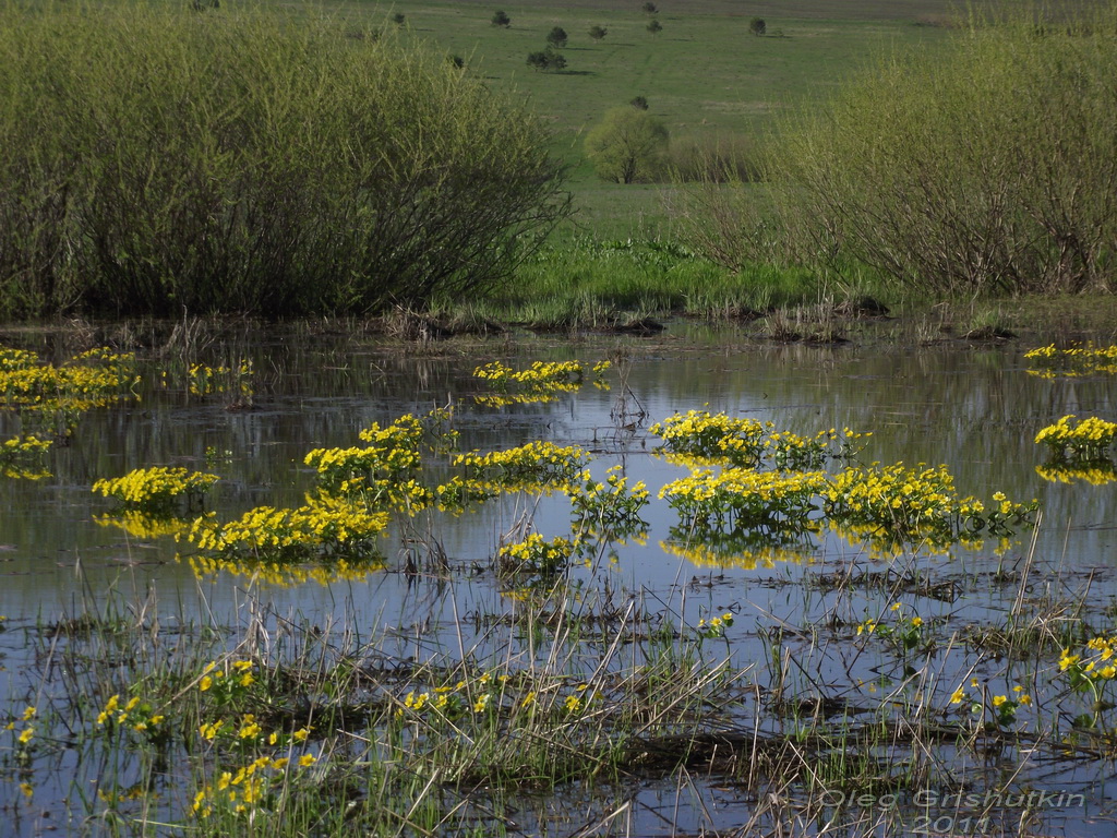 Калужница болотная (Caltha palustris L.)