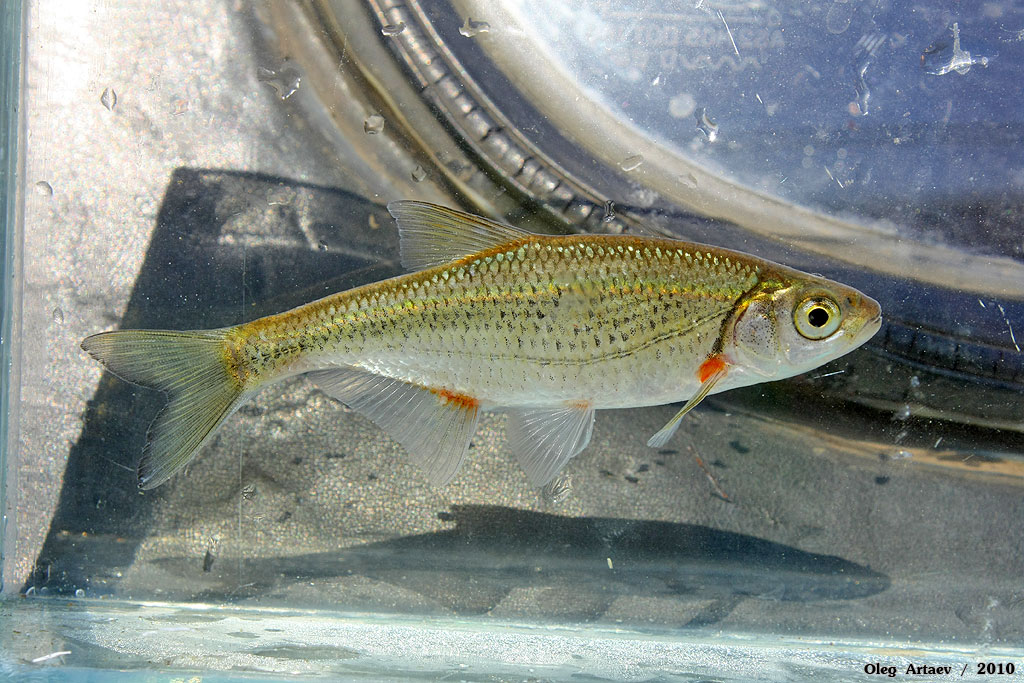 Быстрянка Alburnoides bipunctatus (Bloch, 1782)
