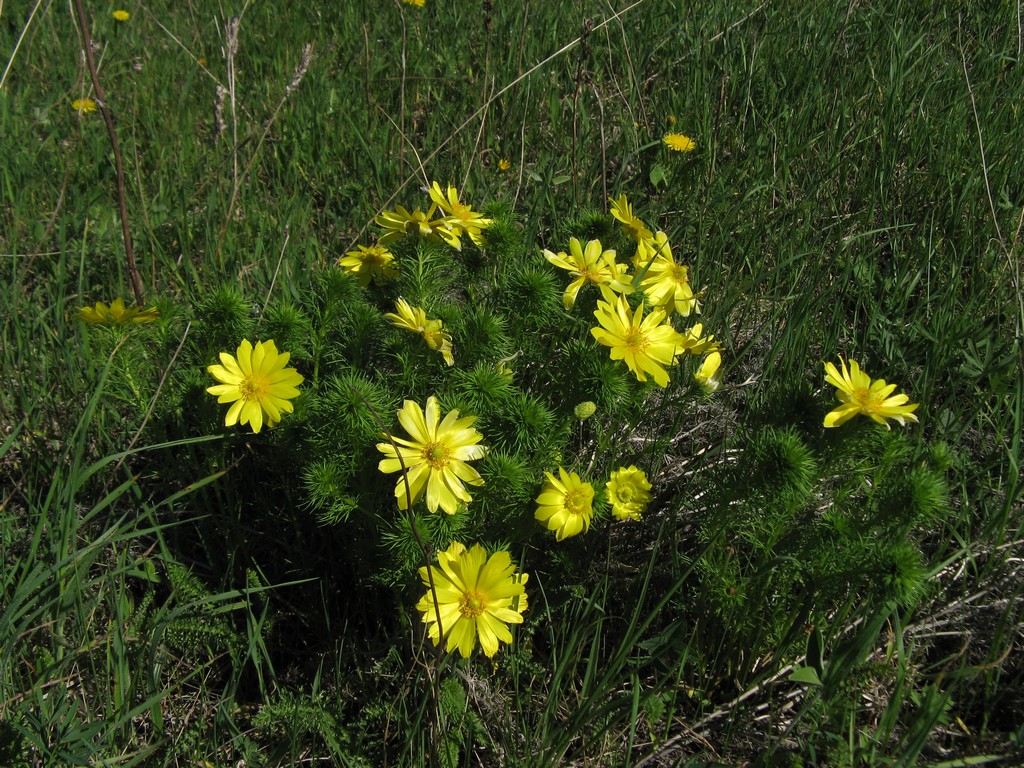 Адонис весенний, или Горицвет – Adonis vernalis L.