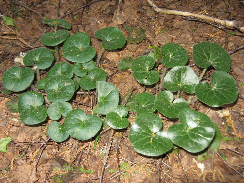 Копытень европейский Asarum europaeum