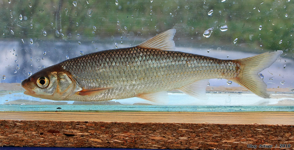 Елец Leuciscus leuciscus Елец Leuciscus leuciscus
