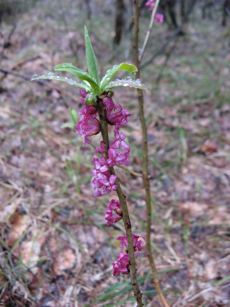Волчеягодник обыкновенный (Daphne mezereum L.)