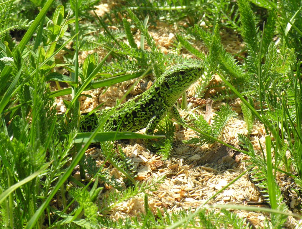 Прыткая ящерица Lacerta agilis Linnaeus, 1758