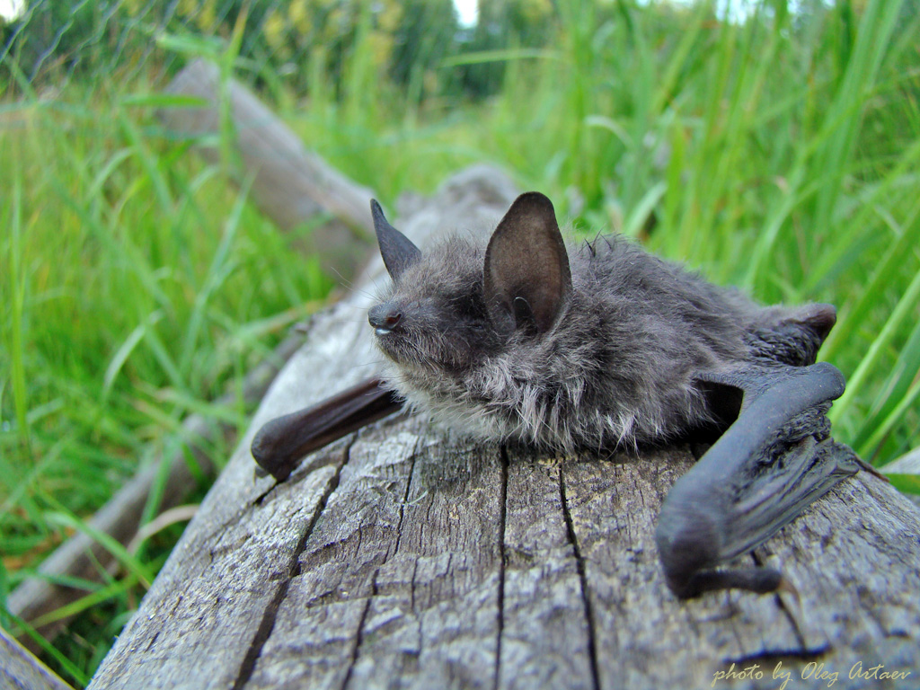 Ночница прудовая Myotis dasycneme Boie, 1825 Ночница прудовая Myotis dasycneme Boie, 1825