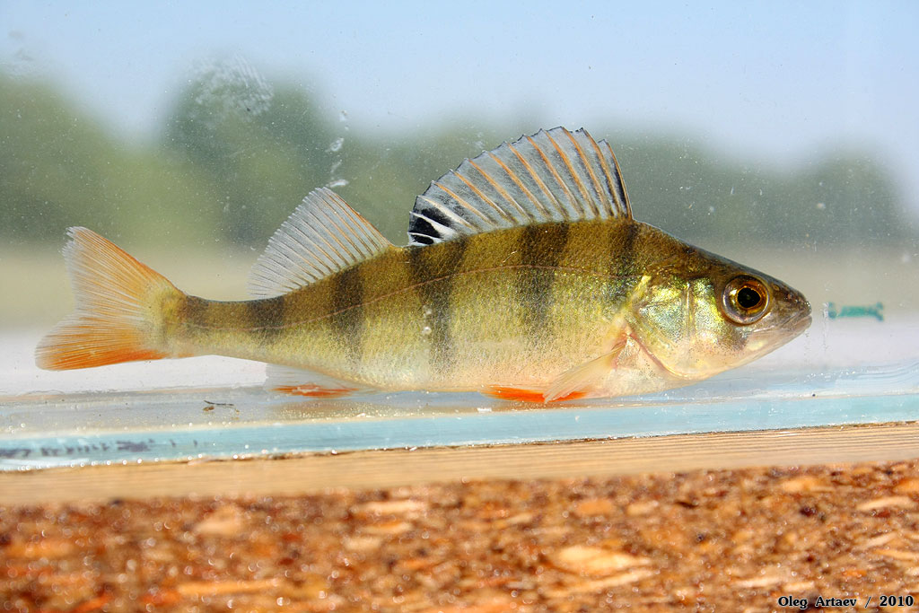 Окунь Perca fluviatilis Linnaeus, 1758