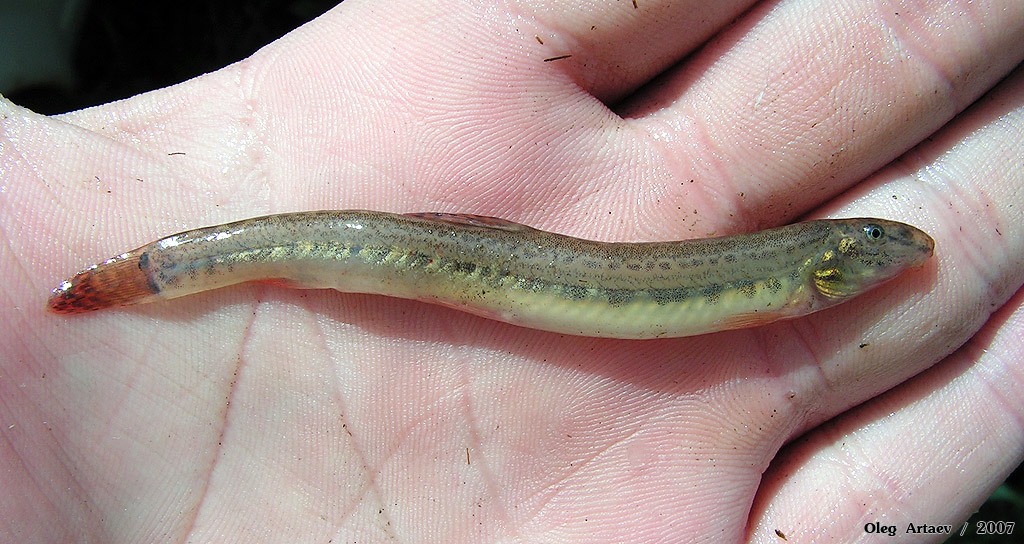 Щиповка сибирская Cobitis melanoleuca Nichols, 1925