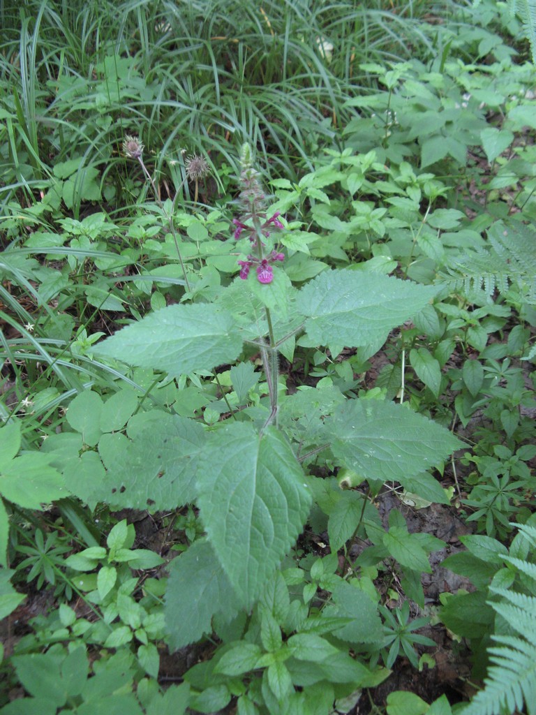 Чистец лесной Stachys sylvatica