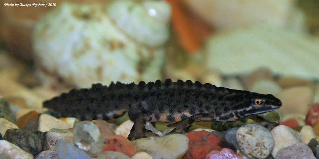 Обыкновенный тритон Lissotriton vulgaris (Linnaeus, 1758)