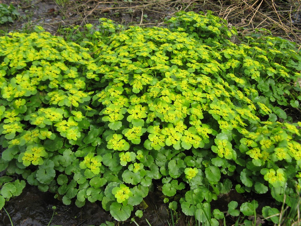 Селезёночник очерёднолистный (Chrysosplenium alternifolium)