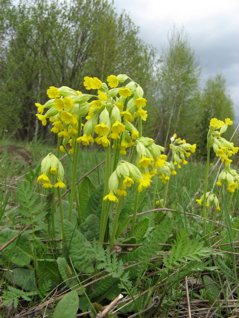 Первоцвет весенний (Primula veris L.)