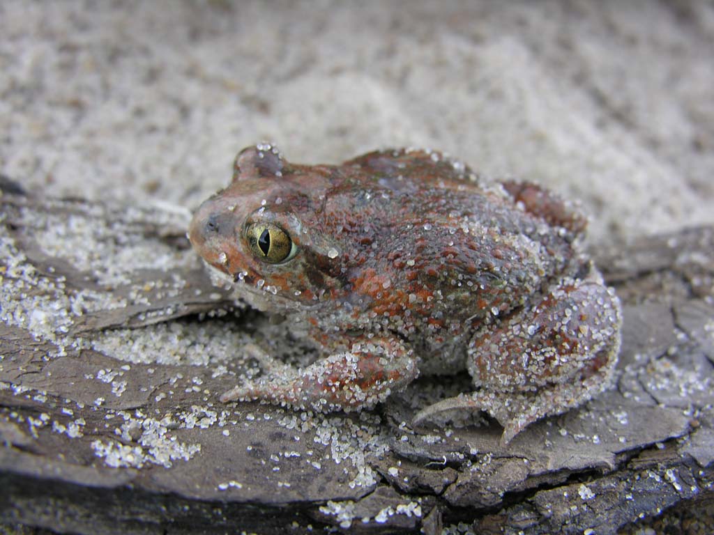Обыкновенная чесночница Pelobates fuscus (Laurenti, 1768)