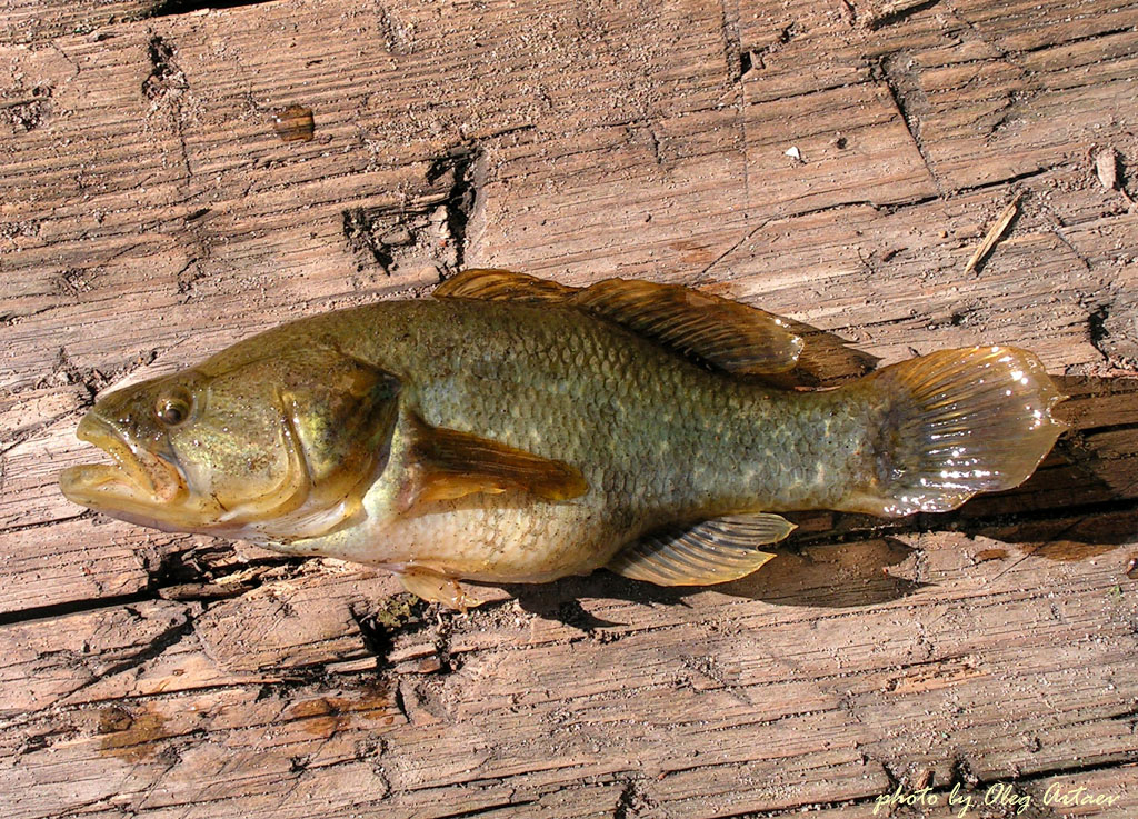 Ротан Perccottus glenii Dybowski, 1877