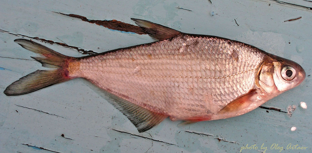 Белоглазка Abramis sapa (Pallas, 1814)