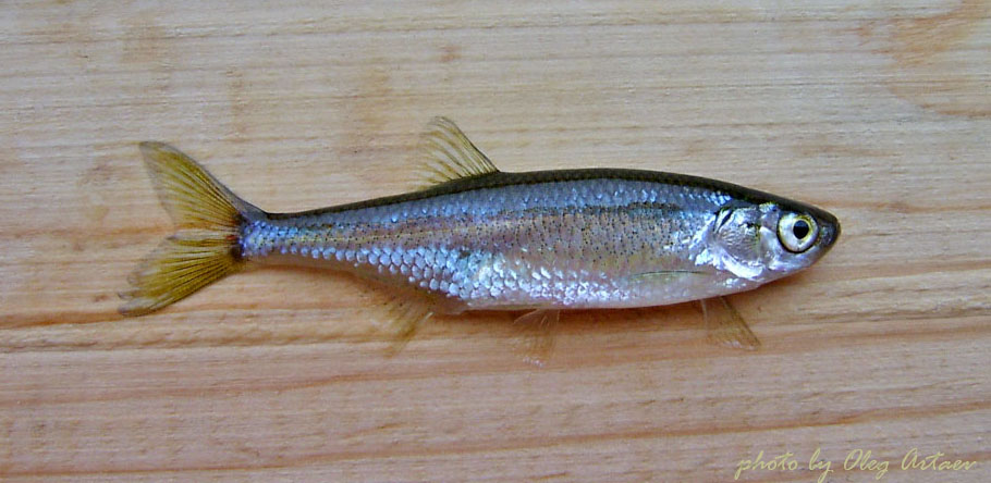 Верховка обыкновенная Leucaspius delineatus