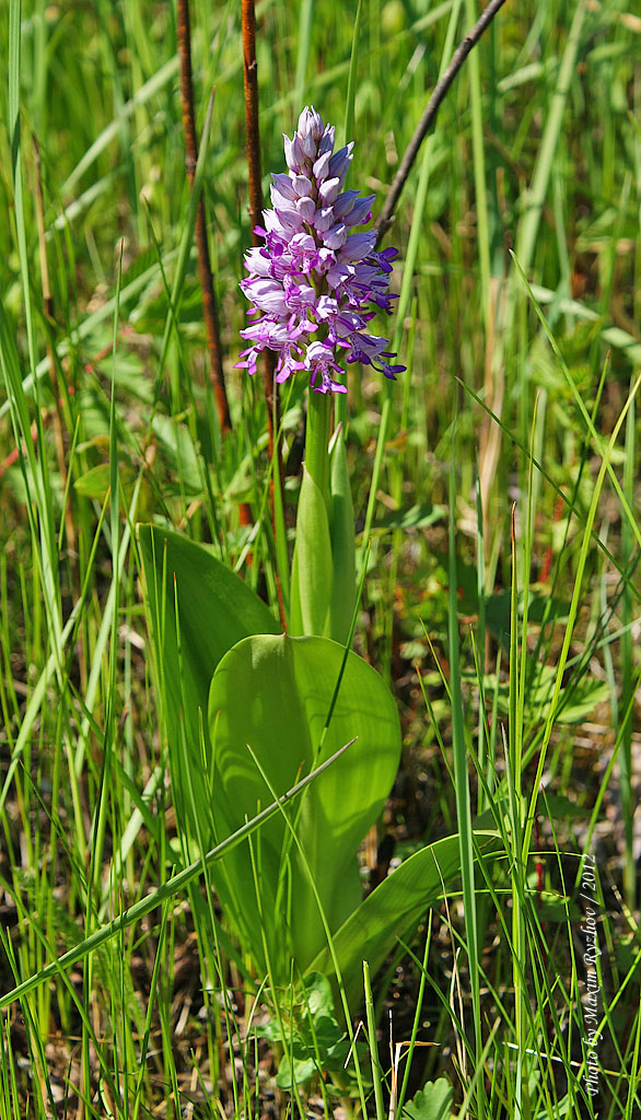 Ятрышник шлемоносный (Orchis militaris)