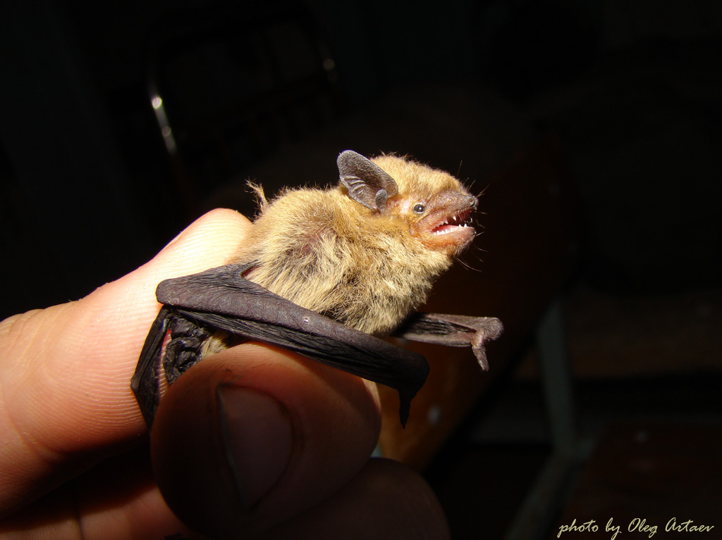 Нетопырь тонкоголосый Pipistrellus pygmaeus Leach, 1825 Нетопырь тонкоголосый Pipistrellus pygmaeus Leach, 1825