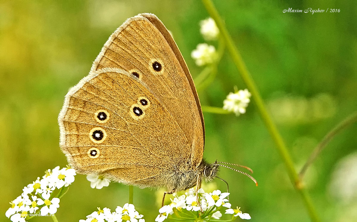 Глазок цветочный (Aphantopus hyperantus)