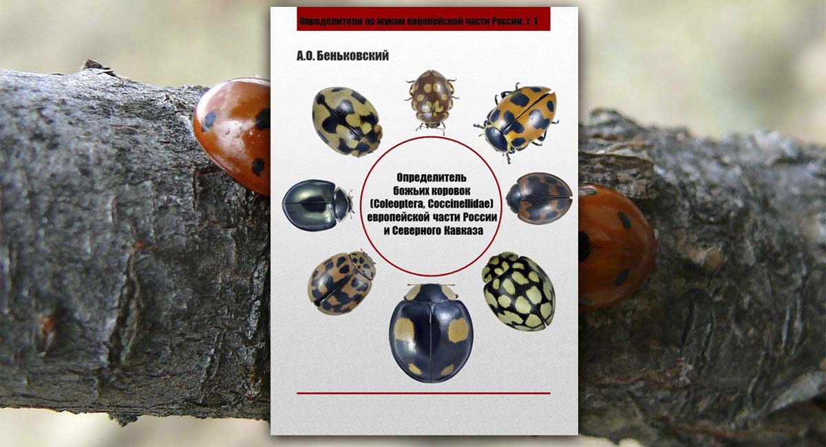 Определитель божьих коровок (Coleoptera, Coccinellidae) европейской части России и Северного Кавказа