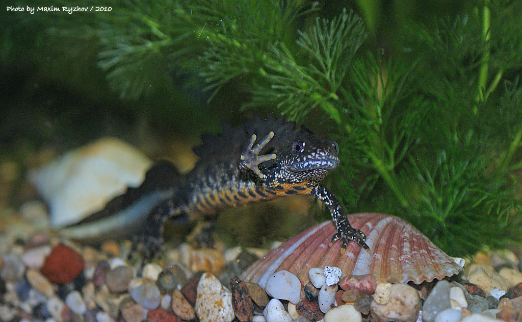 Гребенчатый тритон Triturus cristatus (Laurenti, 1768)