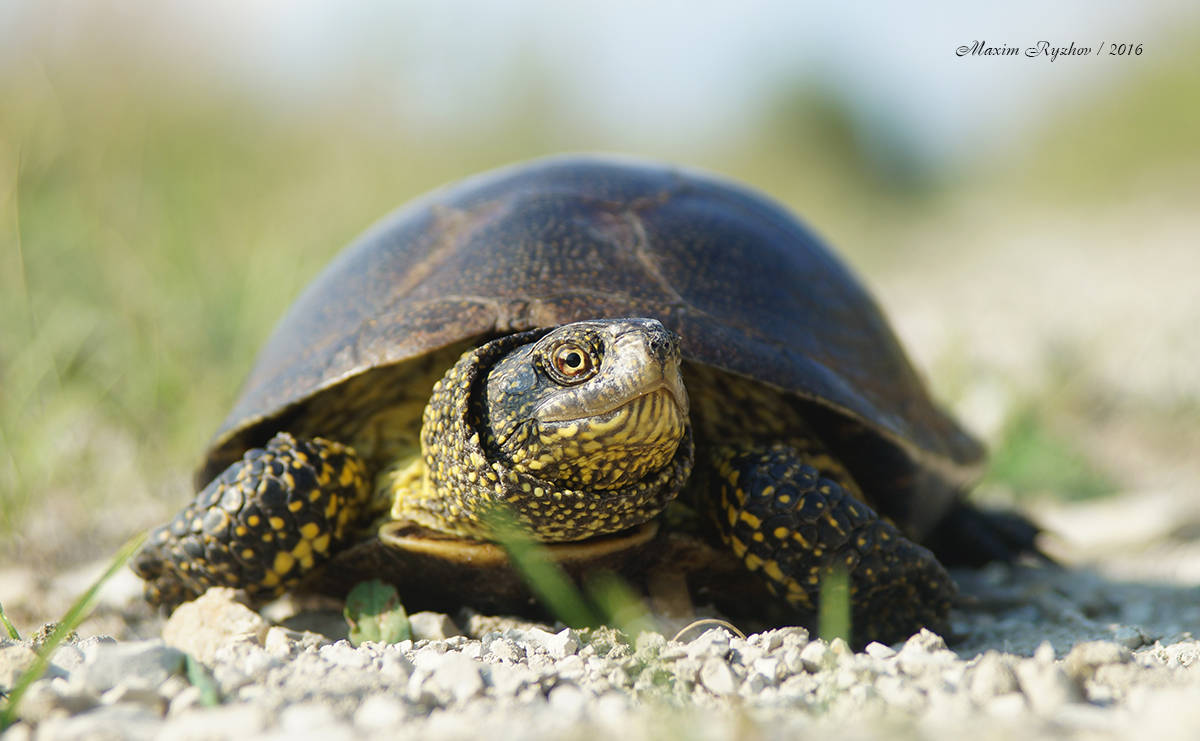 Болотная черепаха Emys orbicularis (Linnaeus, 1758)
