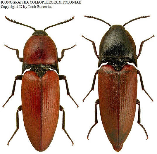 Ржаво-красный щелкун (Elater ferrugineus)