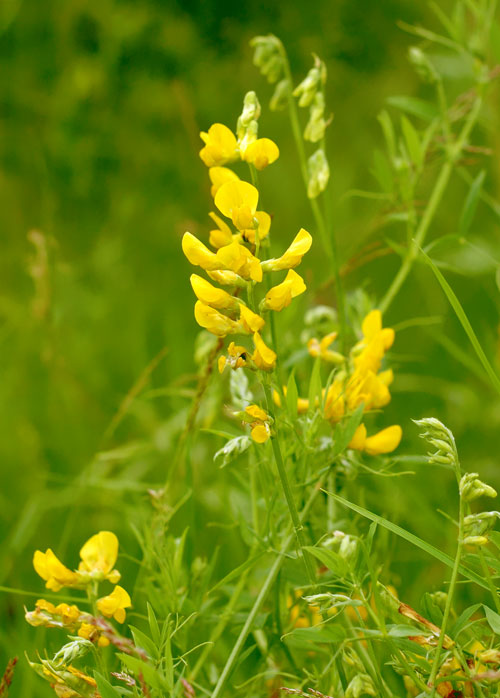 Чина луговая Lathyrus pratensis L.