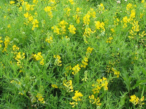 Чина луговая Lathyrus pratensis L.