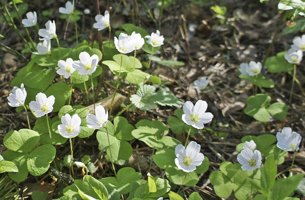 Кислица обыкновенная Oxalis acetosella L.