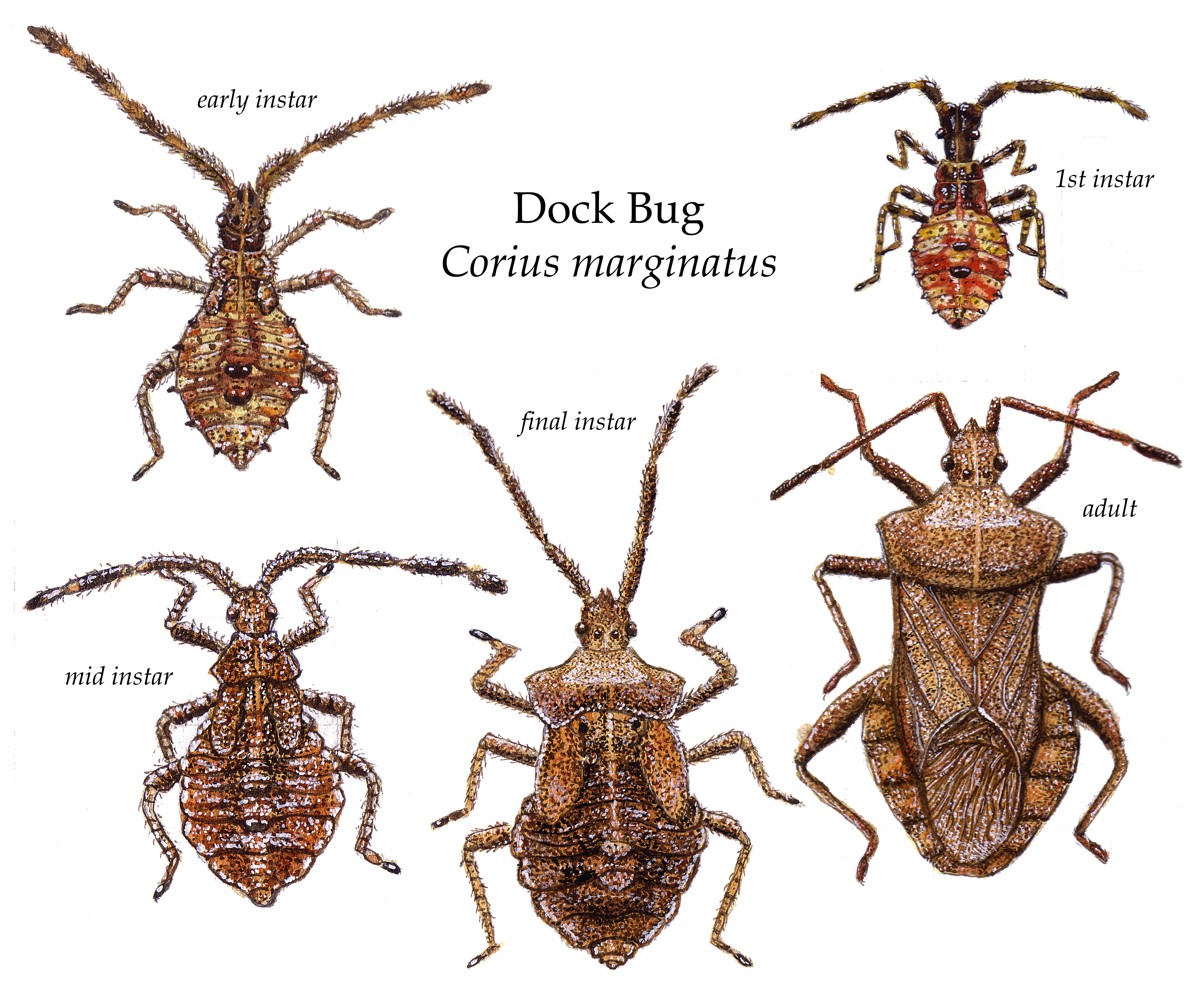 Стадии развития краевика щавелевого (Coreus marginatus)
