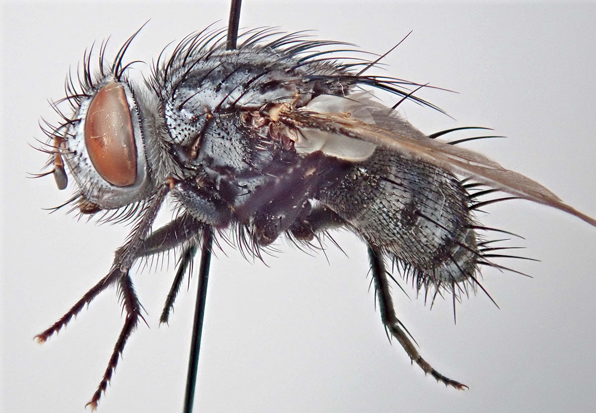 Spallanzania quadrimaculata Spallanzania quadrimaculata