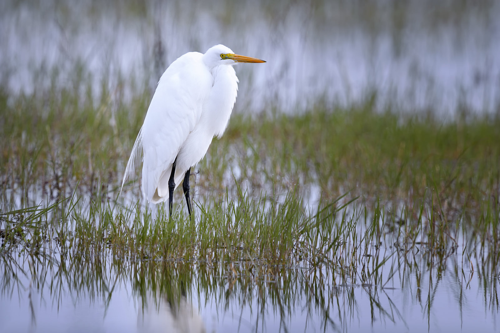 Большая белая цапля (Ardea alba, L.)