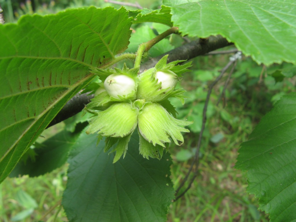 Лещина обыкновенная (Corylus avellana L.)